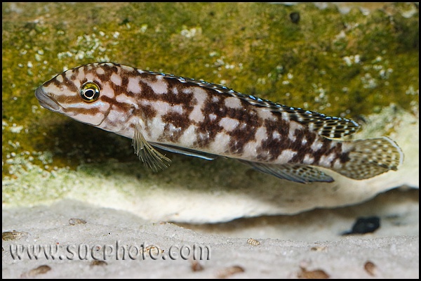 Julidochromis cf. marlieri 'Kala'